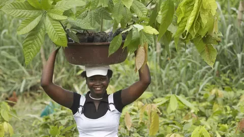 cocoa plan